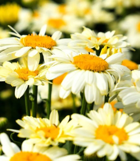 Leucanthemum maximum 'Banana Cream' 